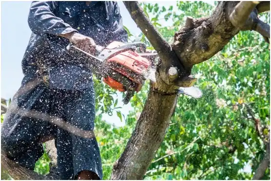 tree services Carrollton